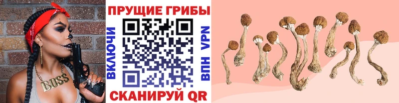 kraken сайт  Талдом  Псилоцибиновые грибы мухоморы 